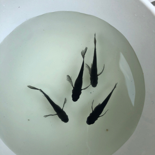 松井ヒレ長ブラックダイヤメダカ 稚魚8匹