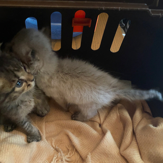 生後3週間前後 子猫