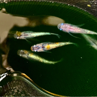 風ちゃんめだか。＋αに絶対的自信あり！！極上夜桜の卵5個＋αの画像