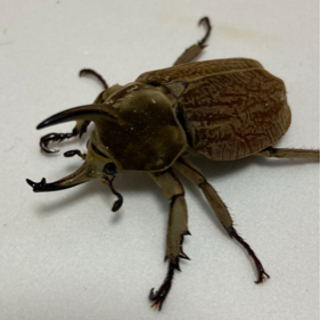 グランディスコフキカブト　♂単品　後食済
