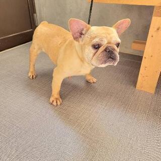 繁殖引退犬。フレンチブルドッグ　メス