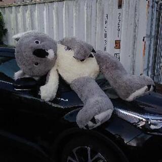 コアラちゃん🐨