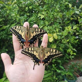 虫友募集してます🦋🐛🐜🐌🐞🐝
