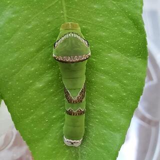 虫友募集してます🦋🐛🐜🐌🐞🐝 - 鈴鹿市