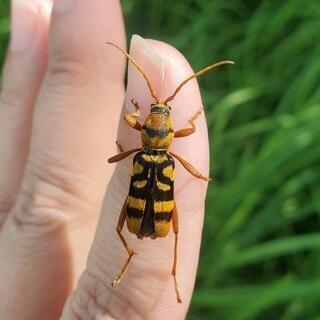 虫友募集してます🦋🐛🐜🐌🐞🐝 - 友達