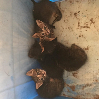 子猫が産まれてました