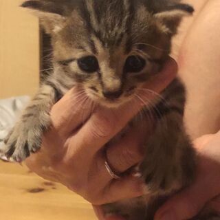 オスメス子猫きょうだい✨4匹います★生後1ヶ月★黒/キジシロ/キジトラ
