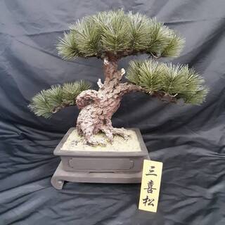 盆栽 三喜松 レプリカ 人工 造花 観葉植物 オブジェ 置物