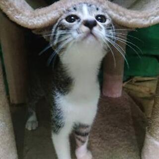 子猫と親猫の里親様募集 《不在届け済み》
