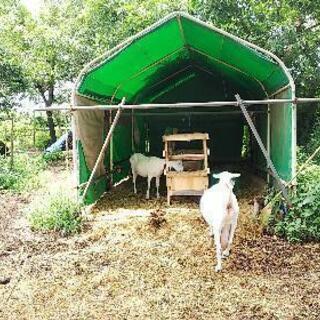 家畜 干し草節約 餌箱 牛、馬、山羊 、ポニー等の画像