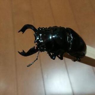 タランドゥス クワガタ♂76mmと♀2匹のトリオ