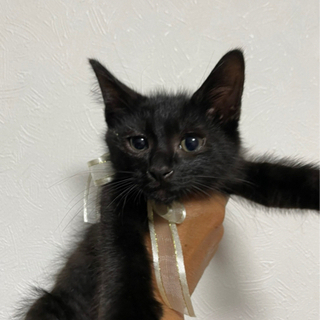 甘えたで性格が抜群に良い黒猫美人姉妹♡