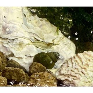 ②1匹5円 50匹〜ミナミヌマエビ　稚エビ　アクアリウム　ビオトープの画像