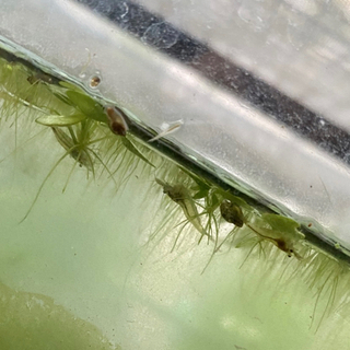 ②1匹5円 50匹〜ミナミヌマエビ　稚エビ　アクアリウム　ビオトープの画像