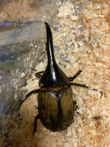 ヘラクレスオオカブト　ペア7