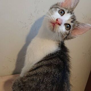 子猫の可愛がってくださる方お願いします