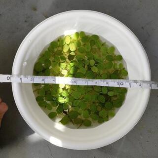 無農薬　オオサンショウモ