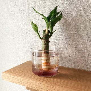 観葉植物　キングバンブー②　9cm　ナチュラルキッチンのおしゃれ...