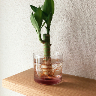 観葉植物　キングバンブー③　9cm　ナチュラルキッチンのおしゃれ...