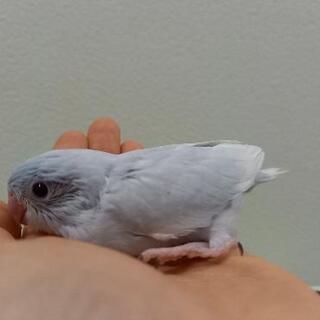 (栃木県)マメルリハインコ　雛2羽　里親募集