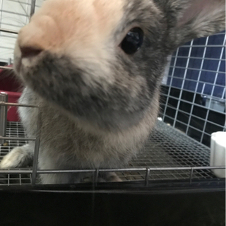 【里親さん決まりました】ミニうさぎのミッケ