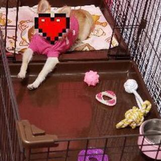 取り引き場所で現金払いのみ。犬用ケージの画像