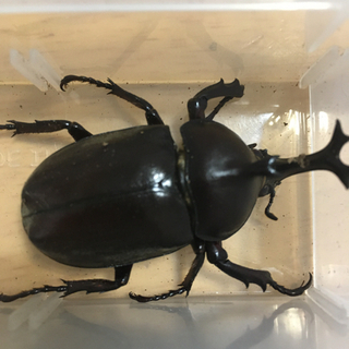 8/7自然採取カブトムシ等