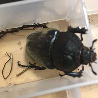 8/7自然採取カブトムシ等の画像