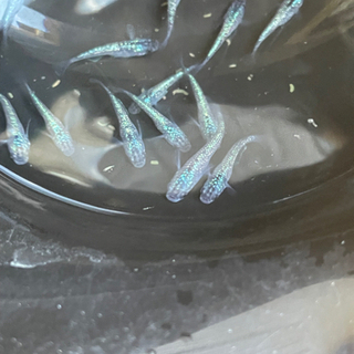【静楽庵様血統】サファイアメダカ背びれ無し若魚の画像