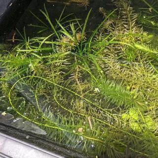 アナカリス３本