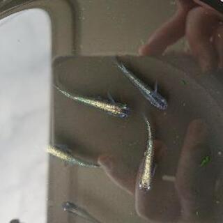 極ブラック(メダカ)メス2、オス１の画像
