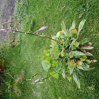 ギボウシ鉢植え差し上げます