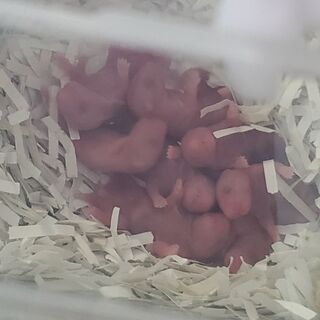 キンクマの赤ちゃん里親募集