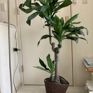 観葉植物　つくりもの