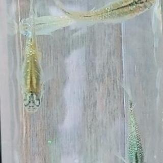 メダカ　【忘却の翼】の画像