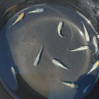 メダカ　【忘却の翼】の画像
