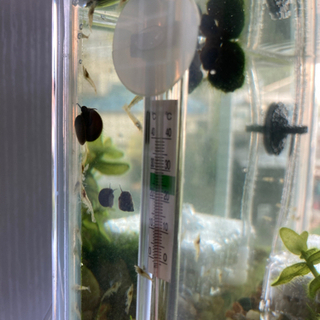 ミナミヌマエビ20匹の画像