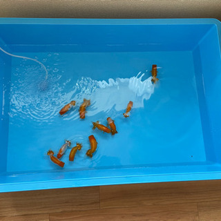 プラ舟 トロ舟 金魚 購入額の約半額 美品 使用僅たった2回 底に