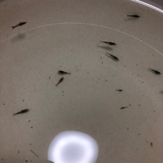 ミナミヌマエビ20匹の画像