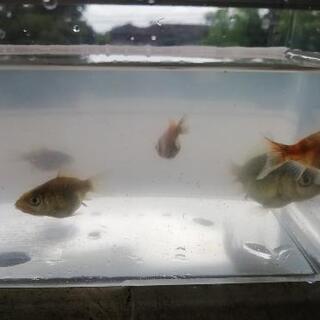 【金魚】③東錦（フナ尾）の稚魚 4匹