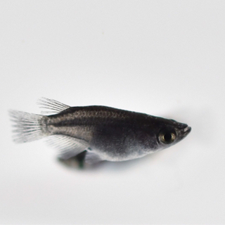 めだかくらぶ　オロチダルマ　若魚2ペア