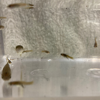ライブべアラー‼️グッピー🐟大特価‼️の画像