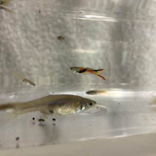 ライブべアラー‼️グッピー🐟大特価‼️の画像
