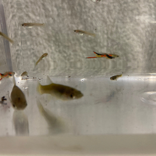 ライブべアラー‼️グッピー🐟大特価‼️の画像
