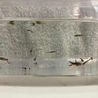 ライブべアラー‼️グッピー🐟大特価‼️