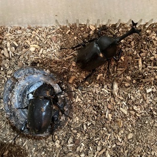 カブトムシのオスとメスのセット