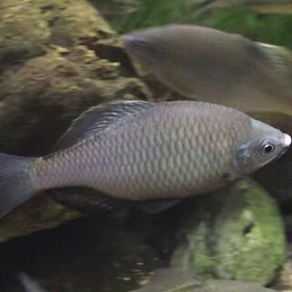 日本淡水魚、フタボシコオロギ（羽有り）、卵も増えた為、お譲りします