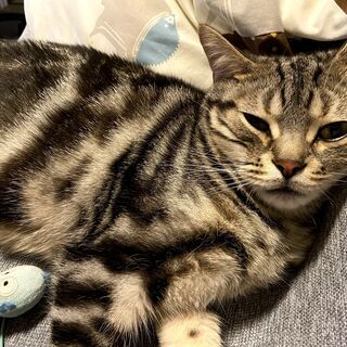 しお君1才♂遊んで欲しがりなアメショの男の子