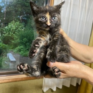 サビねこ子猫