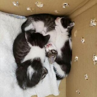 【子猫の里親募集】